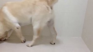 Dog pooping in a cup