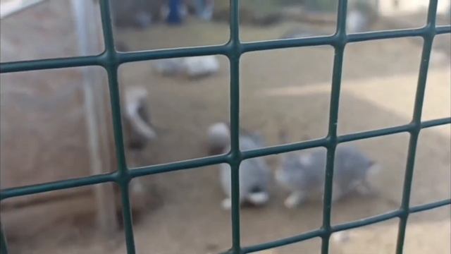 VLOG альпаки смотреть онлайн
