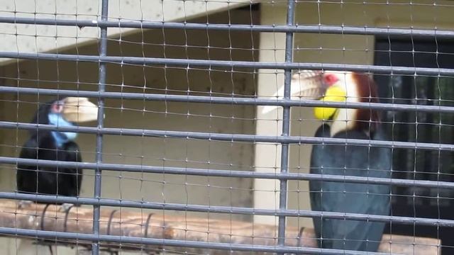 シワコブサイチョウAceros undulatus смотреть онлайн