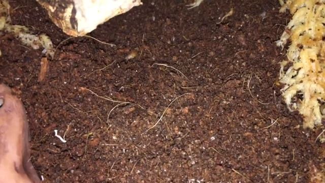 HETEROMETRUS SPINIFER (UNBOXING) смотреть онлайн
