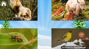 Учись читать спасай зверей!