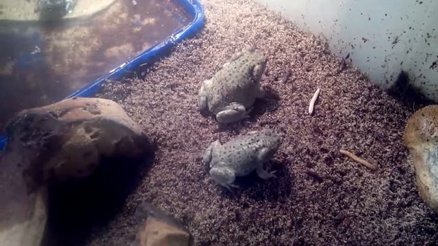 Bufo Alvarius Toadlets eating meal worms in captivity смотреть онлайн