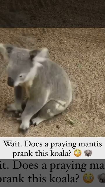Scared koala🐨 🦖 смотреть онлайн