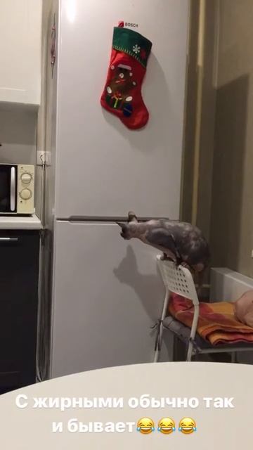 Ржака,кошка жжёт,толстуха,сфинкс! Смотреть до конца) смотреть онлайн