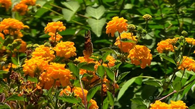 Butterflies in Filicudi смотреть онлайн