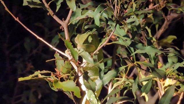 +27 Master of camouflage - Flap-necked chameleon смотреть онлайн