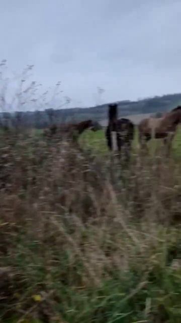 Mickey Walker - Irish cob patiently waiting #irishcob #rhianna смотреть онлайн
