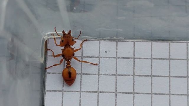 Daceton armigerum Queen (Guyana) 20.11.2021 смотреть онлайн