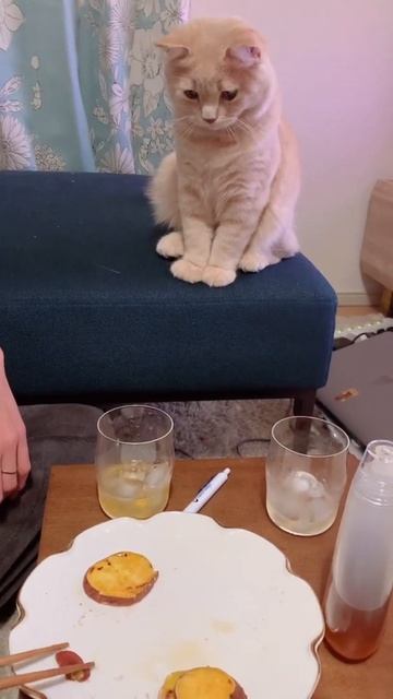 ＃Shorts 飼い主の食べる芋を恨めしそうに見つめる猫 A cat staring at the potatoes eaten by its owner смотреть онлайн