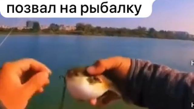 Рыба фугу 🐡 🐟 смотреть онлайн