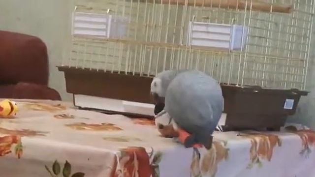 Дикий жако на прогулке :) смотреть онлайн