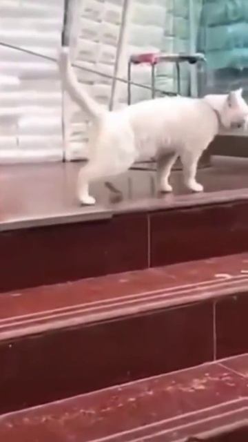 Котики - веселуны! 😺😻😹 Минутка смеха №6 😻🤗 #shorts смотреть онлайн