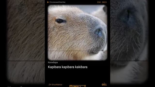 песня капибара смотреть онлайн