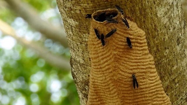 CABATATU MARIMBONDO-TATU (SYNOECA CYANEA) IRINA VESPA-TATU, VESPA-GUERREIRA, WARRIOR WASPS, DRUMMIN смотреть онлайн
