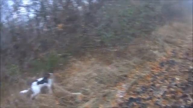 Охота на зайца