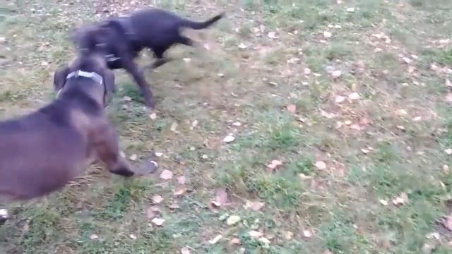Venčení (Tug of war) смотреть онлайн
