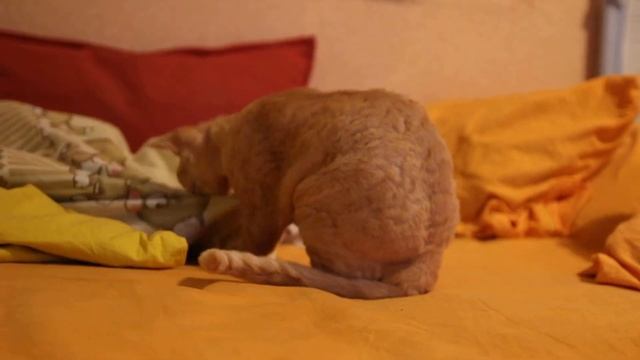 Золтан И Луни смотреть онлайн