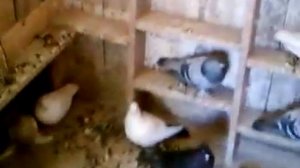 БАКИНСКИЕ ВЫСОКОЛЁТНЫЕ БОЙНЫЕ ГОЛУБИ