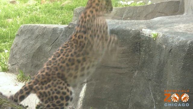 Lisa Amur Leopard смотреть онлайн