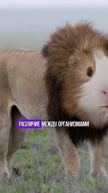 Возможно ли появление нового вида на земле? #егэ #огэ #биологияегэ #биологияогэ смотреть онлайн