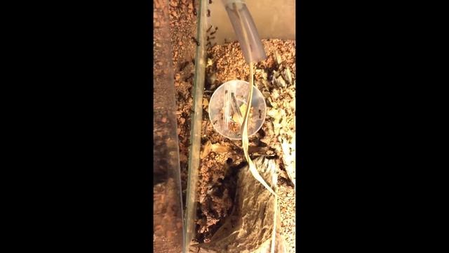 Camponotus Fellah - Trouble im Formi смотреть онлайн