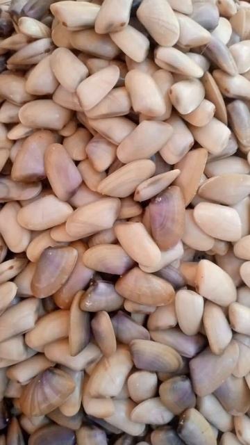 فواكه البحر 💙💚🐚🐚🐚 смотреть онлайн