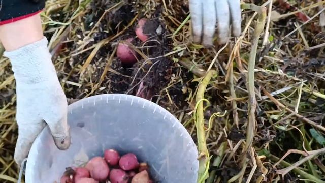 Сбор картошки с двух мешков туб смотреть онлайн