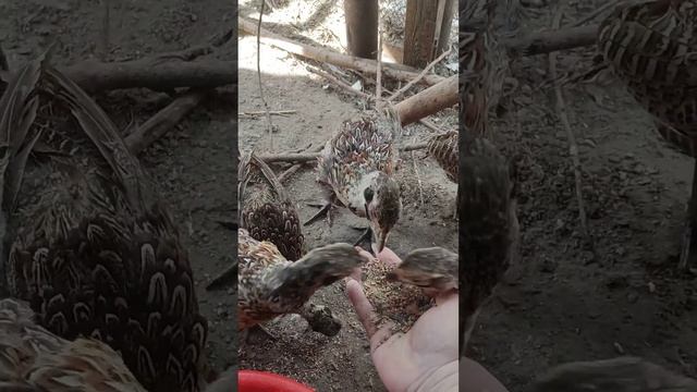 Молодежь охотничьего фазана смотреть онлайн