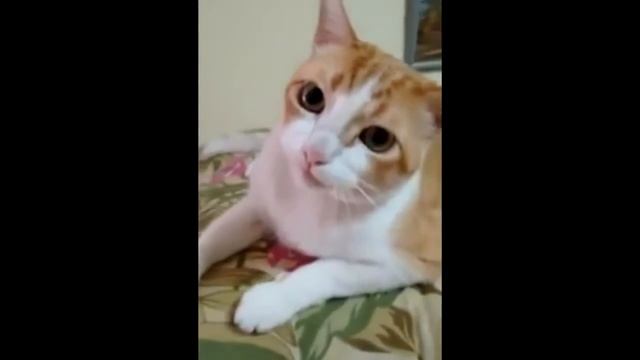 Кот смешно подпевает смотреть онлайн