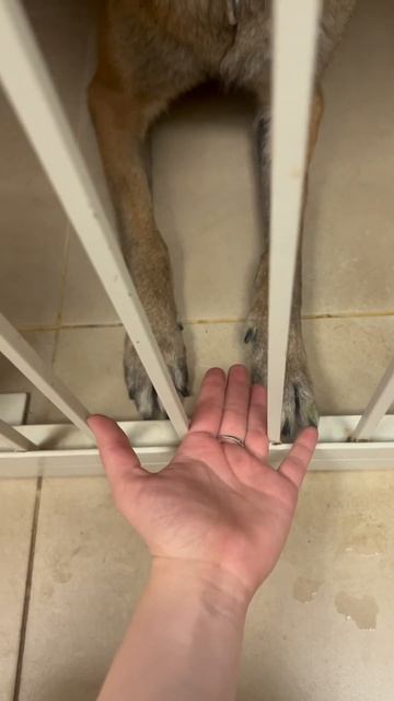 Всем привет! Сегодня хочу вам рассказать о себе! #rek#pov#работа#работа #reels #животные смотреть онлайн