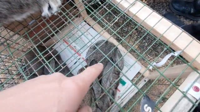 Quva quyon bozor narxlari - 19dekabr 2021yil смотреть онлайн