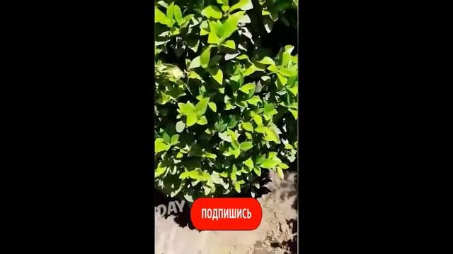 Птенцы жгут в гнезде но не спички прикол! #Shorts смотреть онлайн