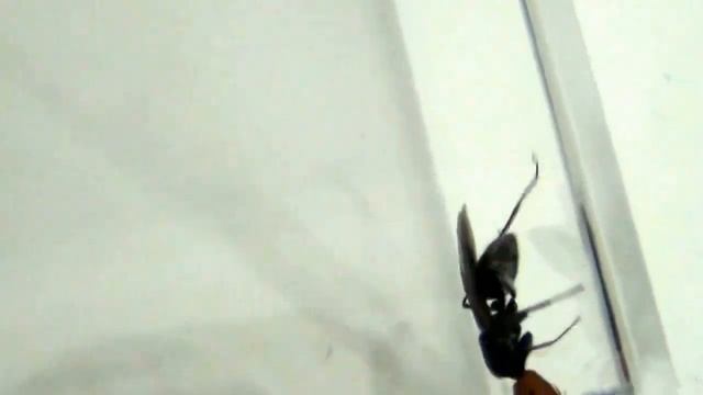 06 02 2015 Camponotus singularis смотреть онлайн
