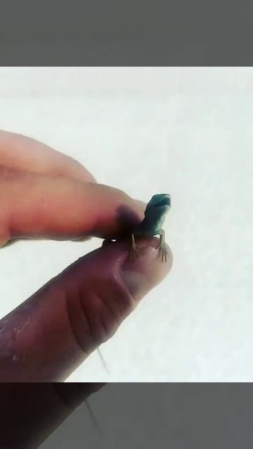 Малыш жемчужной ящерицы. смотреть онлайн