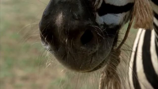 Racing Stripes - Racing The Mailman смотреть онлайн
