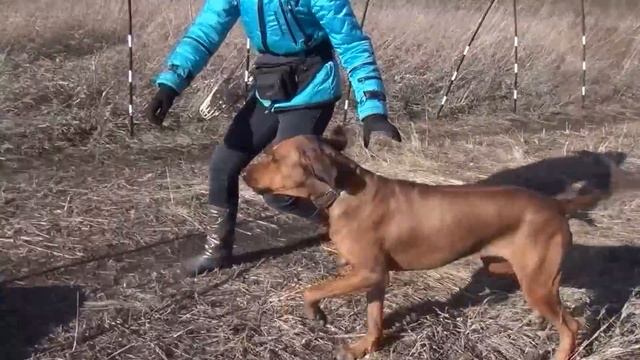 "Белые тигры". Первая тренировка. смотреть онлайн