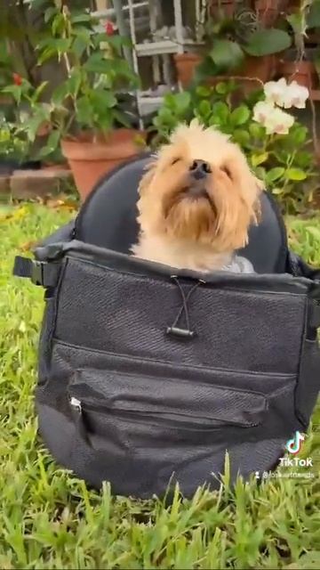 Yorkie in a backpack смотреть онлайн