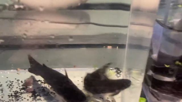 Tatia intermedia update смотреть онлайн