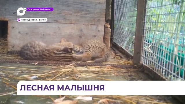 Стала известна судьба найденных у обочины в Приморье лесных котят – новое видео смотреть онлайн