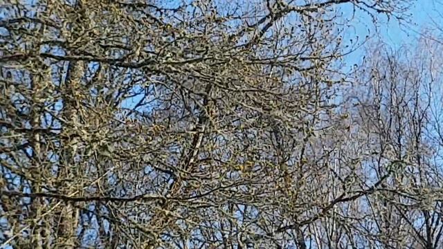 Black Hawk helicopters in Estonian sky смотреть онлайн
