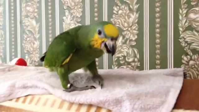 Жора с игрушкой смотреть онлайн