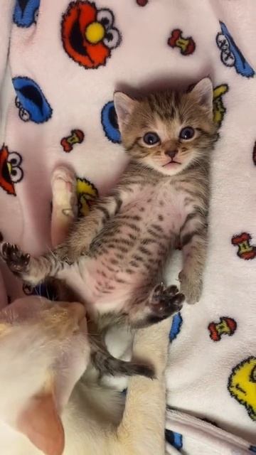 милый котик лижет киску смотреть онлайн