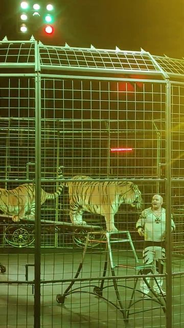 #Дрессируют тигров в клетке смотреть онлайн