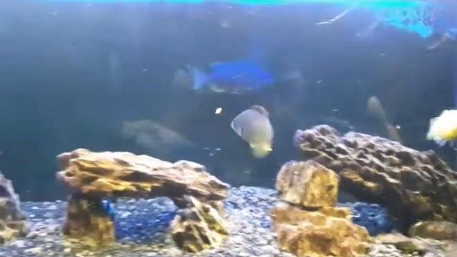 аквариум смотреть онлайн