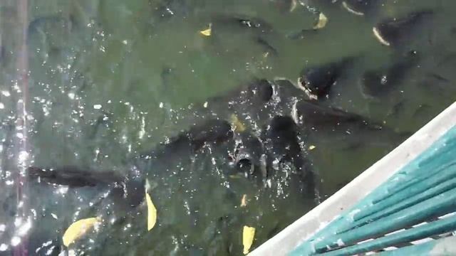 Thai Pattaya 20111115 Кормление сомов в Парке древних камней (The Million Years Stone Park), Паттай смотреть онлайн