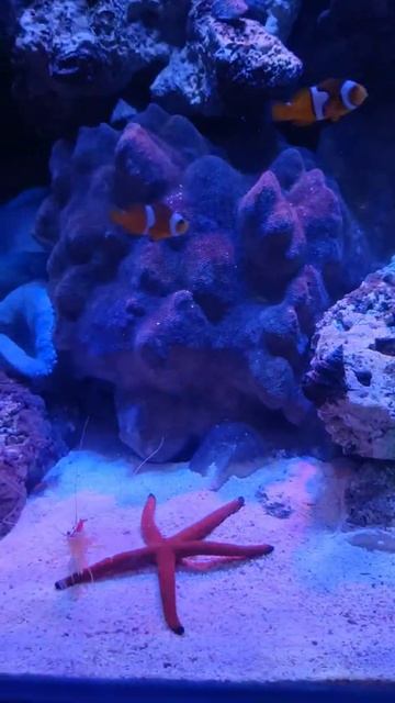 SALT WATER CLEANER SHRIMP 🦐#reef #marine #how смотреть онлайн