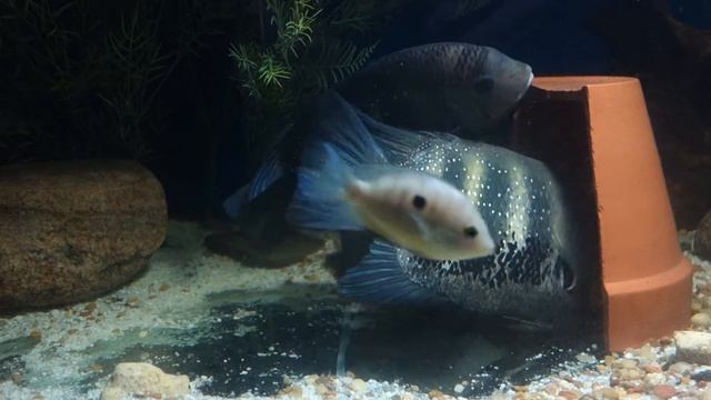 Green Chromides / Etroplus suratensis смотреть онлайн