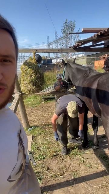 Работать нужно с хорошим настроением😋 #farrier #hoof #horse #животные #кони #лошади #hooftrimming смотреть онлайн
