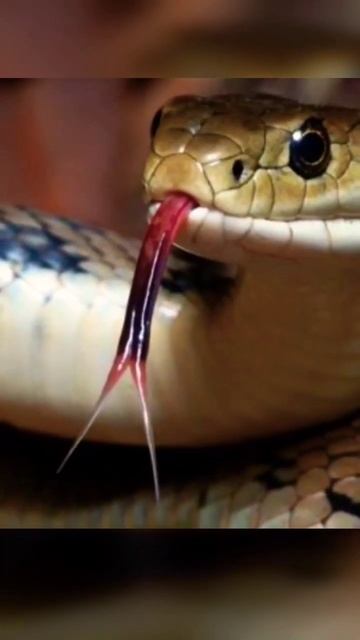 Australia का सबसे जहरीला सांप 😱|World's Most Dengerous And Poisionous Snake #shorts смотреть онлайн