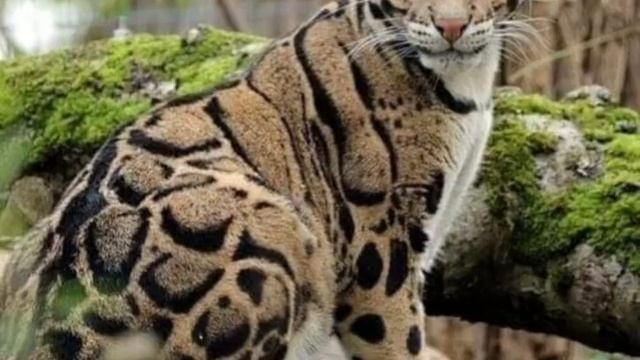 В мире животных